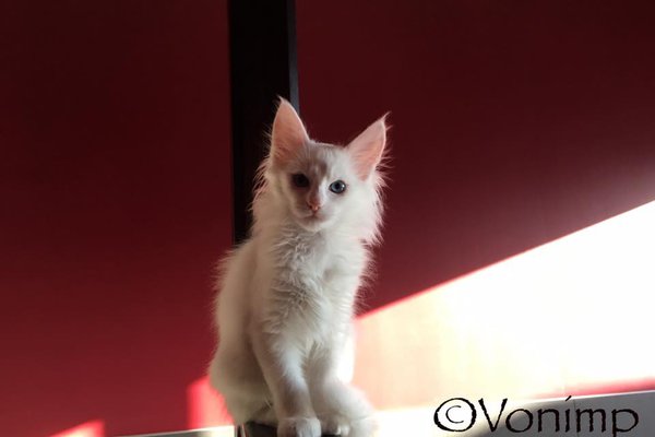Vonimp Elçim Erenay