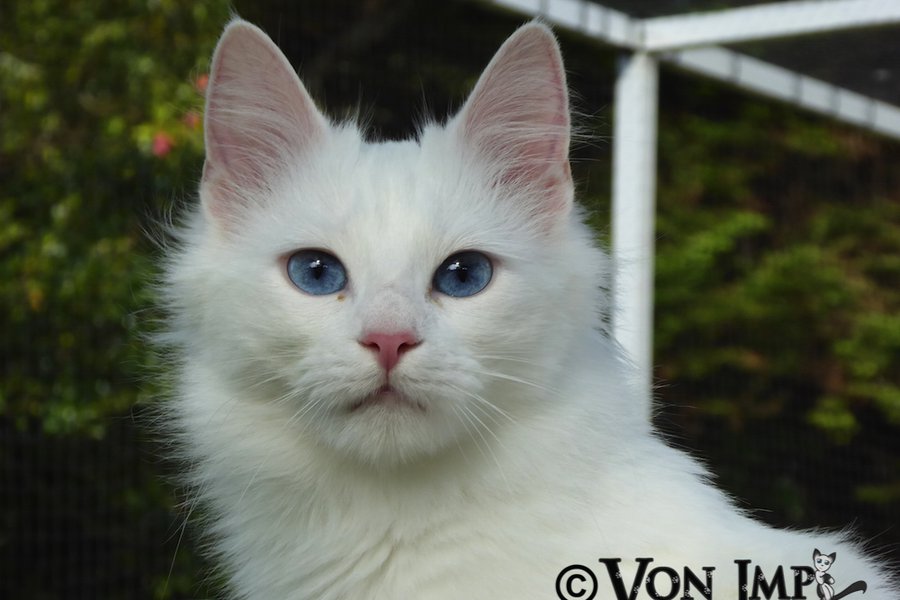 Zarafet's Zehra of Vonimp