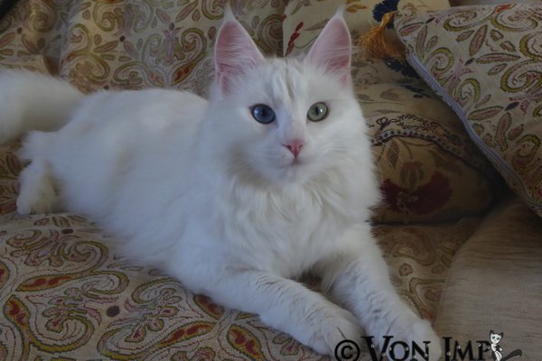 Vonimp Shelale