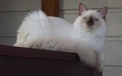 belle