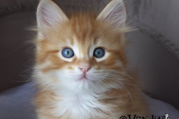 Dogan